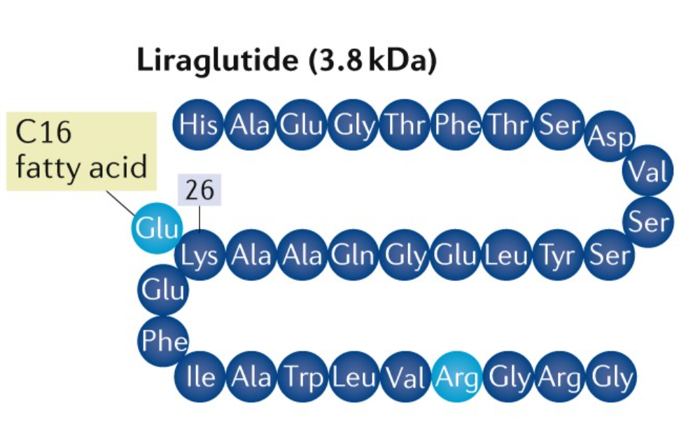 Liraglutide : un agoniste des récepteurs GLP-1 qui améliore le métabolisme